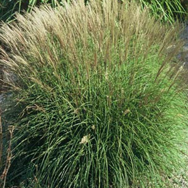 6 x eulalie - miscanthus sinensis 'adagio' - godet 9x9 cm