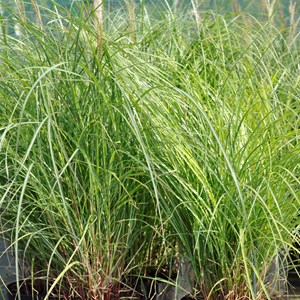 6 x eulalie  - miscanthus sinensis 'adagio'  - godet 9x9 cm