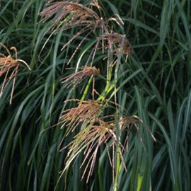 6 x eulalie de chine  - miscanthus sinensis 'china'  - godet 9x9 cm