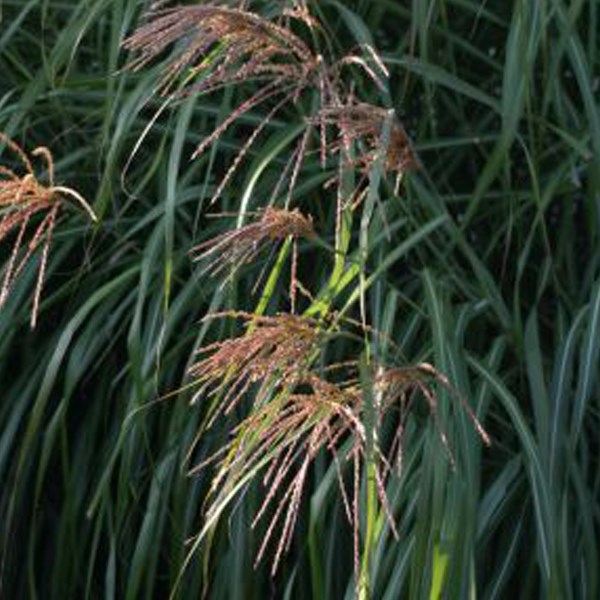 6 x eulalie de chine - miscanthus sinensis 'china' - godet 9x9 cm
