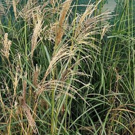 6 x eulalie  - miscanthus sinensis 'flamingo'  - godet 9x9 cm