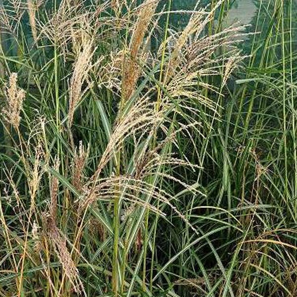 6 x eulalie - miscanthus sinensis 'flamingo' - godet 9x9 cm