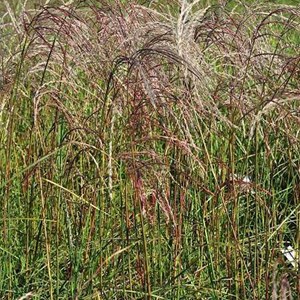 6 x eulalie  - miscanthus sinensis 'flamingo'  - godet 9x9 cm