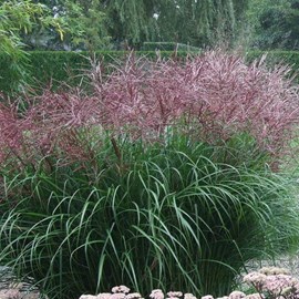 6 x eulalie  - miscanthus sinensis 'ferner osten'  - godet 9x9 cm