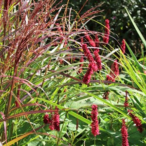 6 x eulalie  - miscanthus sinensis 'ferner osten'  - godet 9x9 cm