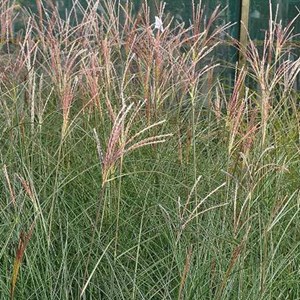 6 x eulalie  - miscanthus sinensis 'gracillimus'  - godet 9x9 cm