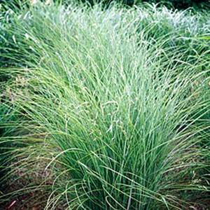 6 x eulalie  - miscanthus sinensis 'gracillimus'  - godet 9x9 cm