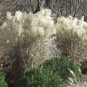 6 x eulalie  - miscanthus sinensis 'graziella'  - godet 9x9 cm
