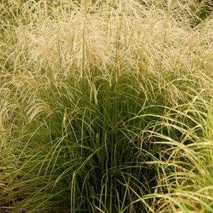 6 x eulalie  - miscanthus sinensis 'graziella'  - godet 9x9 cm