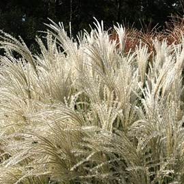 6 x eulalie 'kleine fontane' - miscanthus sinensis 'kleine fontaene' - godet