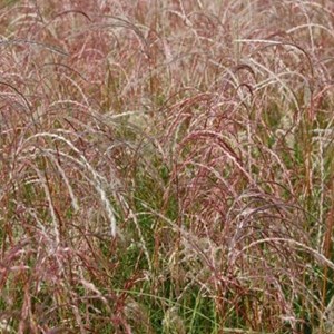 6 x eulalie 'kleine fontane' - miscanthus sinensis 'kleine fontaene' - godet