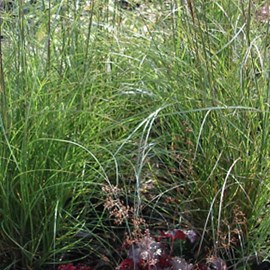 6 x eulalie  - miscanthus sinensis 'kleine silberspinne'  - godet 9x9 cm