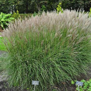 6 x eulalie  - miscanthus sinensis 'kleine silberspinne'  - godet 9x9 cm