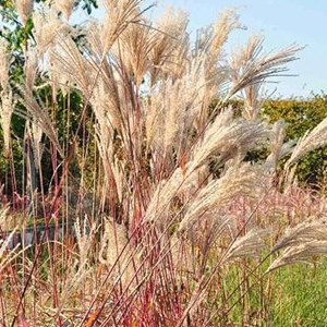 Eulalie  - miscanthus sinensis 'malepartus'  - godet 9x9 cm