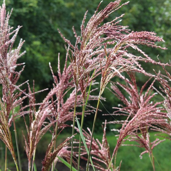 6 x eulalie - miscanthus sinensis 'malepartus' - godet 9x9 cm