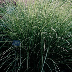 Eulalie  - miscanthus sinensis 'morning light'  - godet 9x9 cm