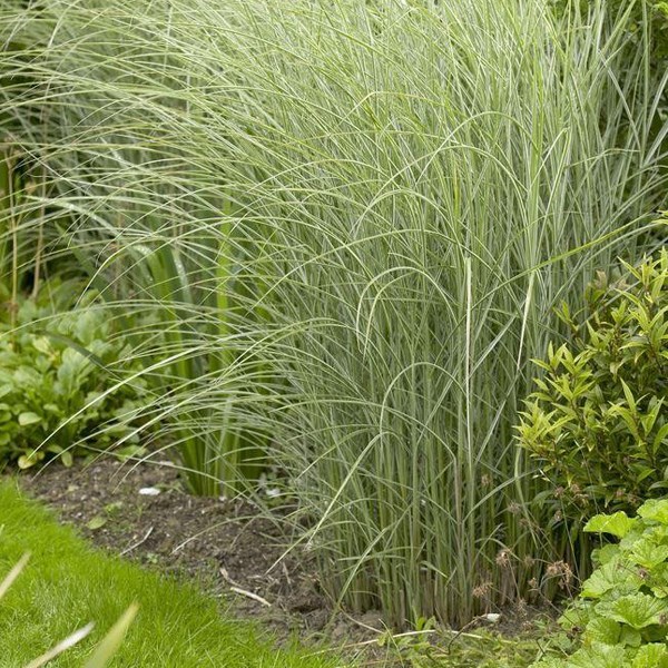 6 x eulalie - miscanthus sinensis 'morning light' - godet 9x9 cm