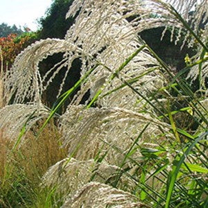 Roseau de chine  - miscanthus sinensis 'silberfeder'  - godet 9x9 cm