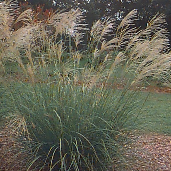 6 x roseau de chine - miscanthus sinensis 'silberfeder' - godet 9x9 cm