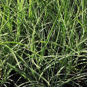 Roseau de chine  - miscanthus sinensis 'variegatus'  - godet 9x9 cm