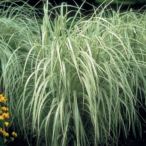 6 x roseau de chine - miscanthus sinensis 'variegatus' - godet 9x9 cm