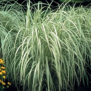 Roseau de chine  - miscanthus sinensis 'variegatus'  - godet 9x9 cm