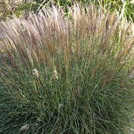 Roseau de chine  - miscanthus sinensis 'yaku jima'  - godet 9x9 cm