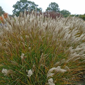 Roseau de chine  - miscanthus sinensis 'yaku jima'  - godet 9x9 cm