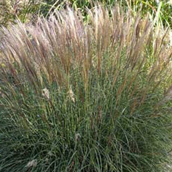 6 x roseau de chine - miscanthus sinensis 'yaku jima' - godet 9x9 cm