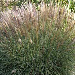 Roseau de chine  - miscanthus sinensis 'yaku jima'  - godet 9x9 cm