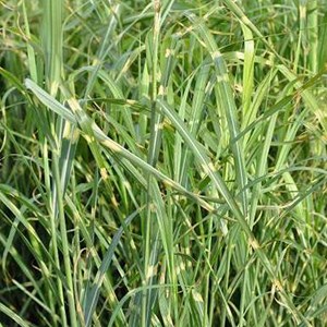 Roseau de chine  - miscanthus sinensis 'zebrinus'  - godet 9x9 cm