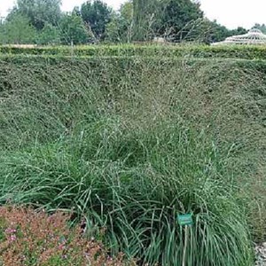 Molinie  - molinia arundinacea 'karl foerster'  - godet 9x9 cm