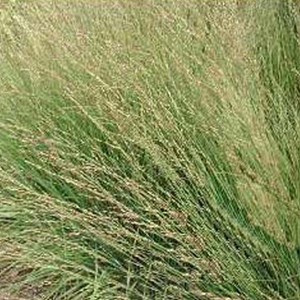 6 x molinie  - molinia arundinacea 'karl foerster'  - godet 9x9 cm