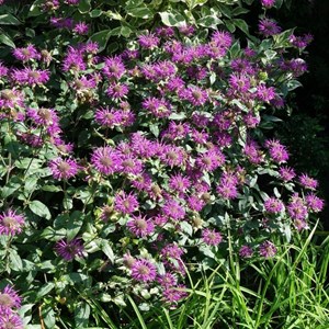 Monarde  - monarda 'aquarius'  - godet 9x9 cm