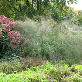 Molinie  - molinia arundinacea 'transparent'  - godet 9x9 cm