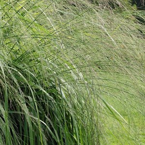 Molinie  - molinia arundinacea 'transparent'  - godet 9x9 cm