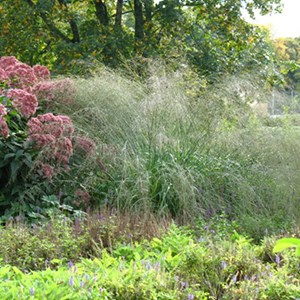 Molinie  - molinia arundinacea 'transparent'  - godet 9x9 cm