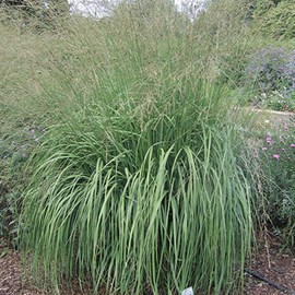 Molinie  - molinia arundinacea 'windspiel'  - godet 9x9 cm