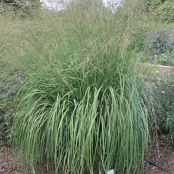 6 x molinie - molinia arundinacea 'windspiel' - godet 9x9 cm