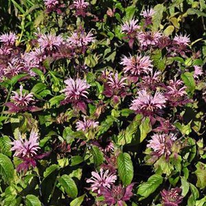 Monarde  - monarda 'beauty of cobham'  - godet 9x9 cm
