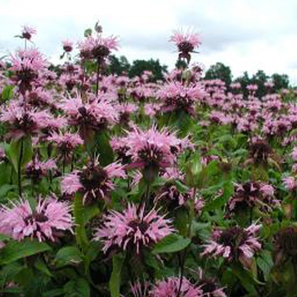 6 x monarde - monarda 'beauty of cobham' - godet 9x9 cm