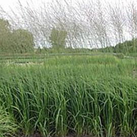 Molinie  - molinia caerulea 'heidebraut'  - godet 9x9 cm