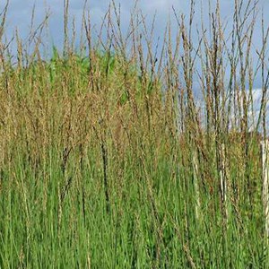 Molinie  - molinia caerulea 'heidebraut'  - godet 9x9 cm