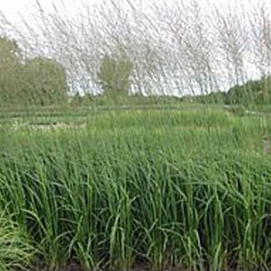 Molinie  - molinia caerulea 'heidebraut'  - godet 9x9 cm