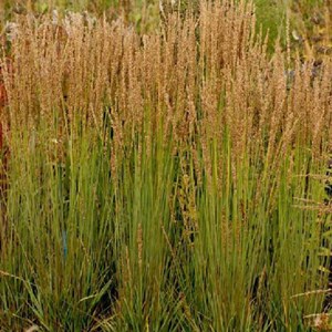 Molinie  - molinia caerulea 'moorhexe'  - godet 9x9 cm