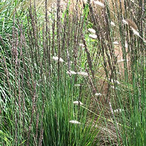 6 x molinie  - molinia caerulea 'moorhexe'  - godet 9x9 cm