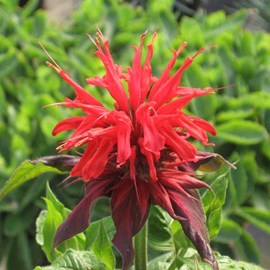 Monarde  - monarda 'cambridge scarlet'  - godet 9x9 cm