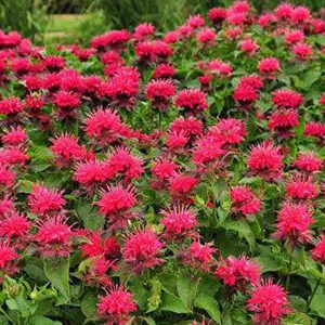 Monarde  - monarda 'cambridge scarlet'  - godet 9x9 cm