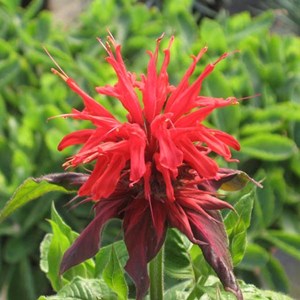 Monarde  - monarda 'cambridge scarlet'  - godet 9x9 cm