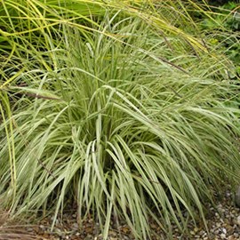 Molinie panachée  - molinia caerulea 'variegata'  - godet 9x9 cm